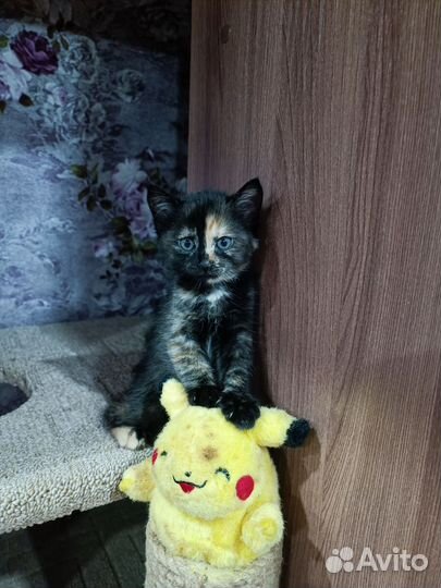 Кошки в добрые руки