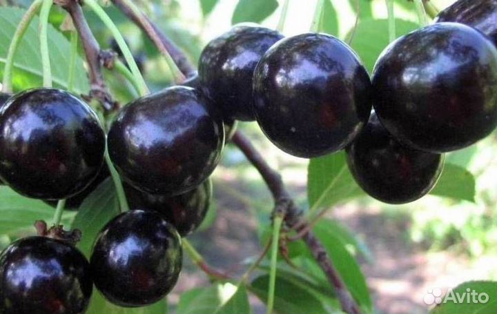 Саженцы вишни Шоколадница