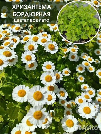 Хризантемы