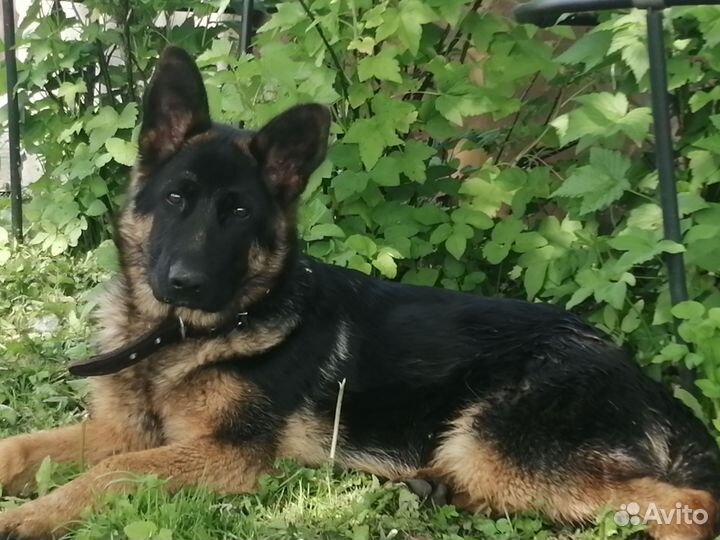 Немецкая овчарка