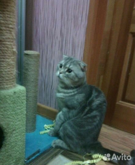 Шотландская вислоухая