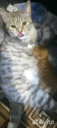 Британцы метисы