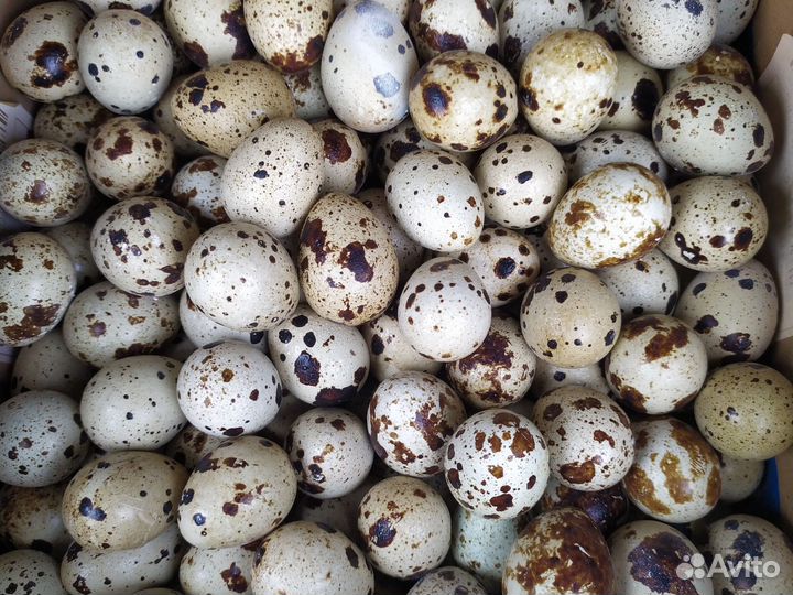 Яйцо столовое перепелиное