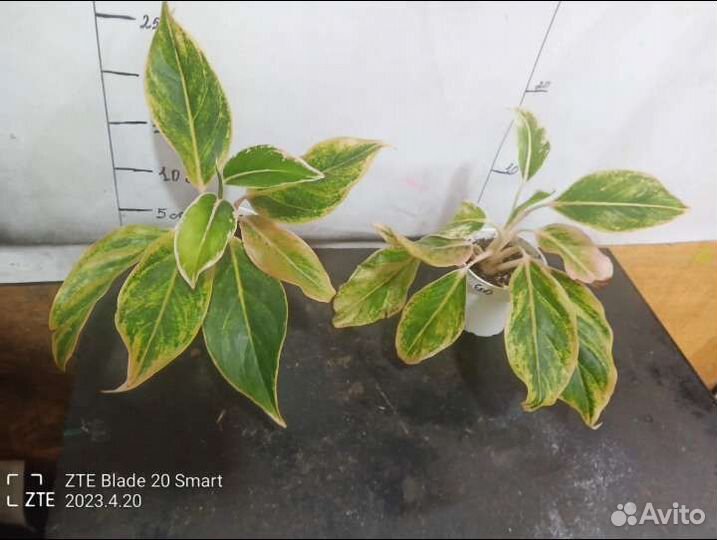 Аглаонемы и другие цветы