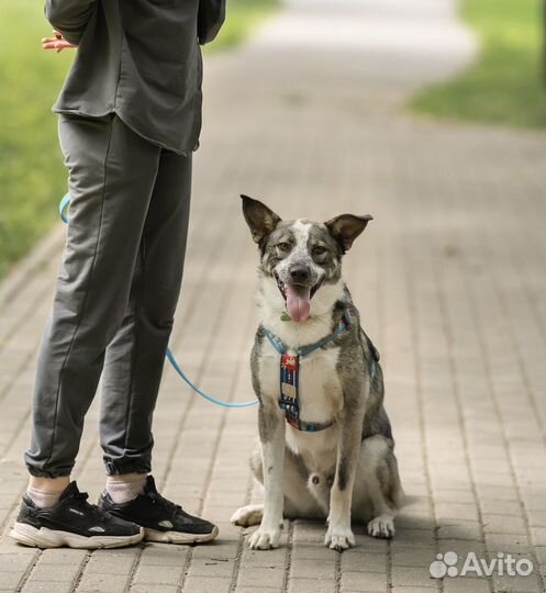 Собака в добрые руки