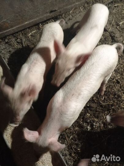 Поросенок ландрас+белорусская