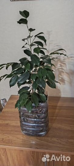 Молодое деревце