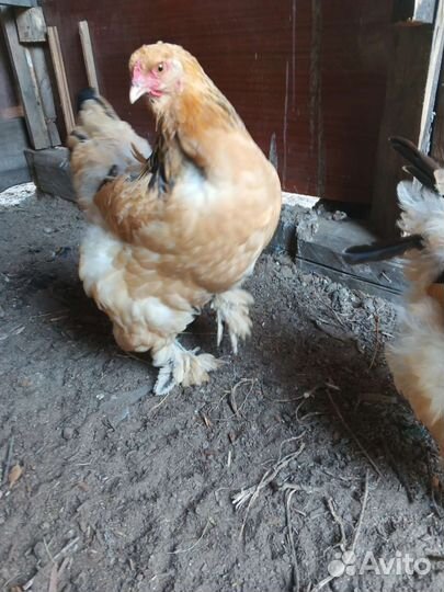 Брама палевая