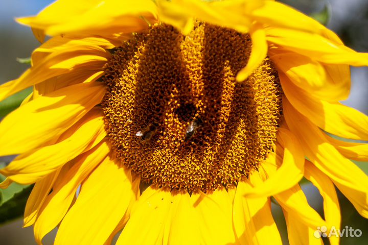 Объектив Зенитар-М2s 50mm f/2.0 MC ранний