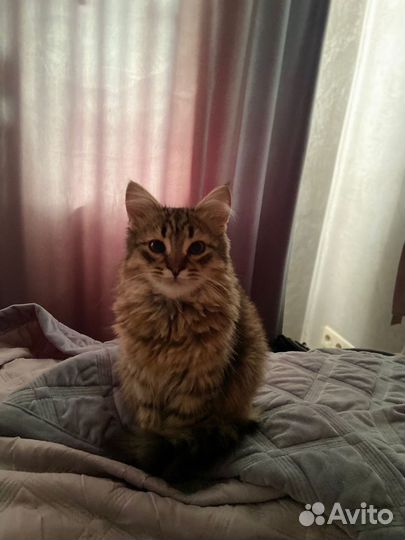 Добрый котенок