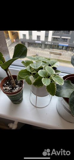 Черенки колеуса домашняя мята