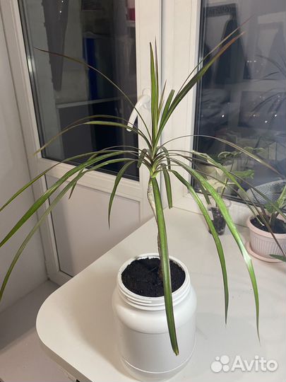 Пальма драцена 30 см