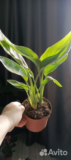 Антуриум, Стрелиция Регина седум