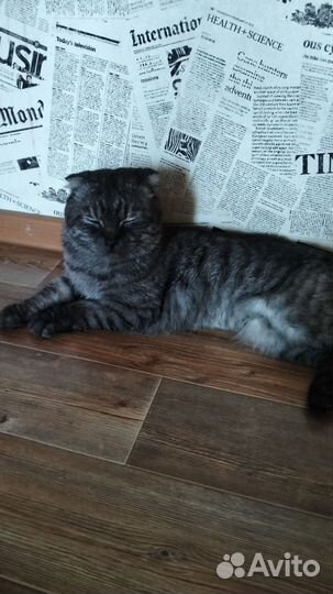 Британский кот в дар