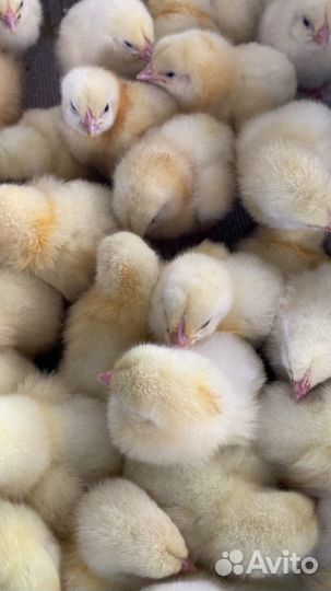 Суточный бройлер Росс308 в ст. Фастовецкой