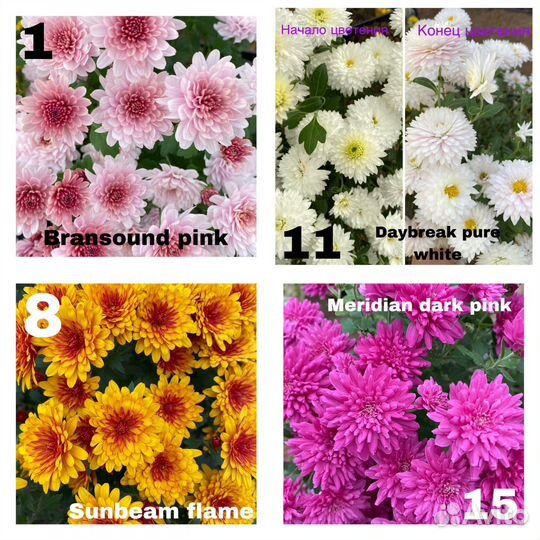 Хризантема мультифлора