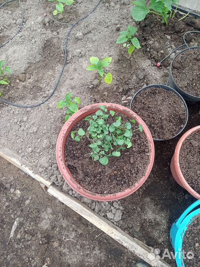 Рассада петунии, эустомы, будлеи,катарантуса