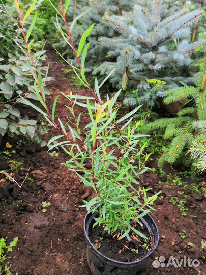 Продам деревья и кустарники