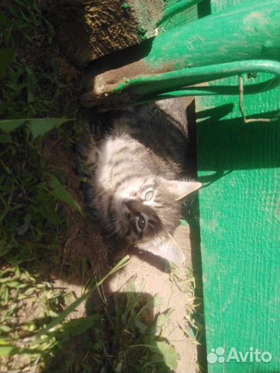 Кошки в добрые руки бесплатно