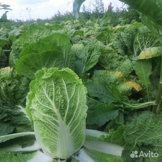 Пекинская капуста