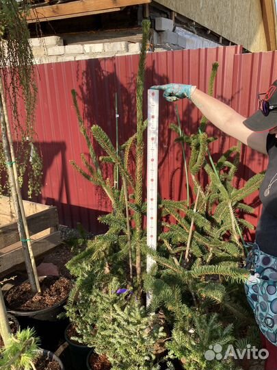 Ель Виргата