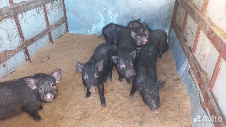 Вьетнамские вислобрюхие поросята