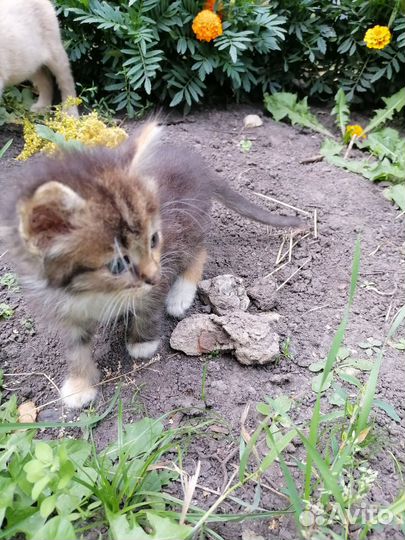 Котенок в добрые руки