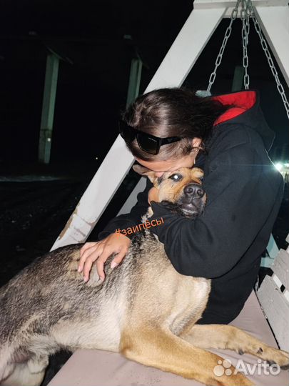 Выгул собак, занятия, зоотакси, передержка