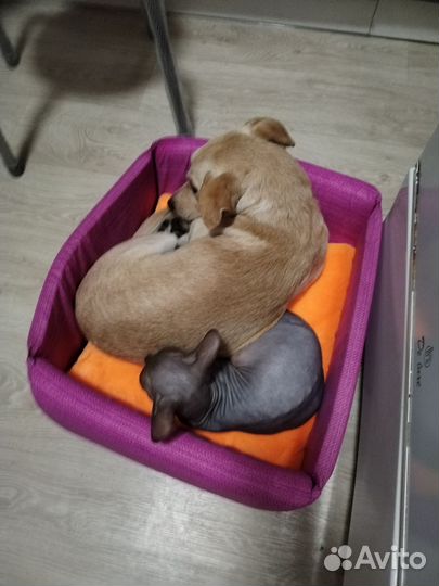 Пинчер смесь