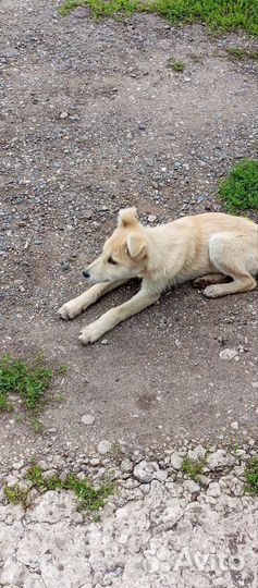 Собака в добрые руки отдам бесплатно