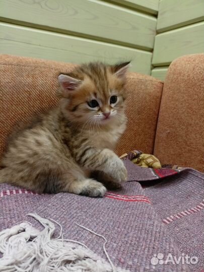Кошки в добрые руки