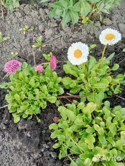 Цветы многолетники