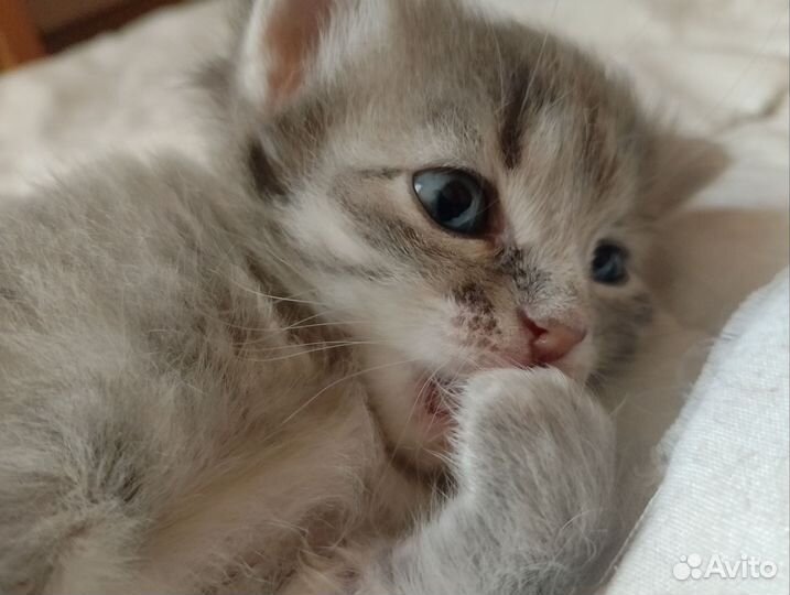 Котенок сибирский