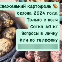 Картофель свежий 2024