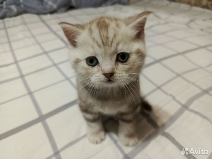 Шотландские вислоухие котята