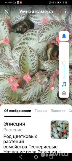 Продам цветы комнатные