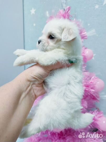 Мальтийская болонка,щеночки