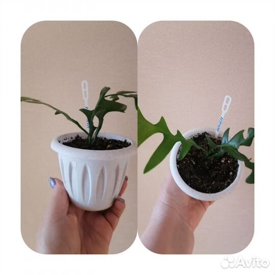 Комнатные цветы