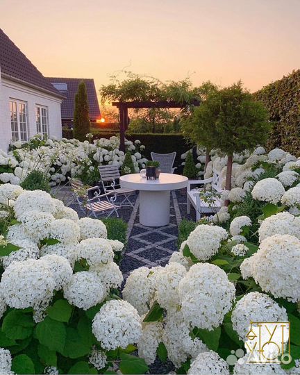 Гортензия анабель