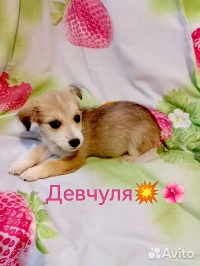 Щеночки в добрые руки