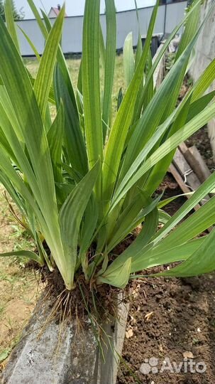 Ирисы саженцы-луковицы цена за 3 шт