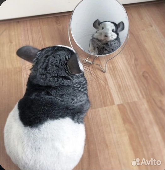 Шикарные шиншиллы - прекрасный домашний друг