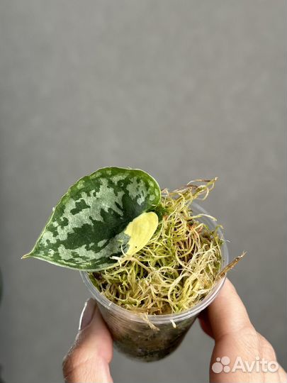 Сциндапсус Маяри