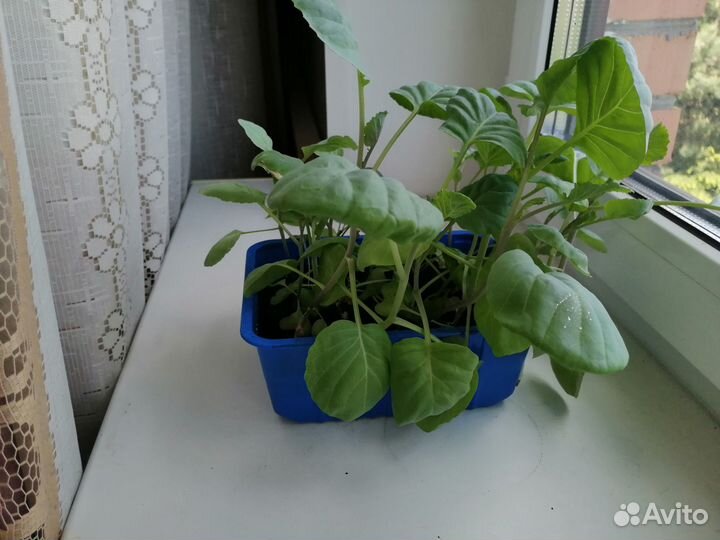 Продам рассаду капусты, арбуза, дыни, подсолнуха