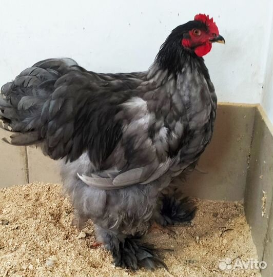 Продам петуха