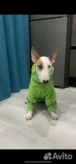 Комбинезон для собаки