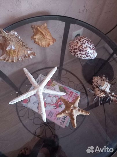 Редкие океанические и морские ракушки и звезды