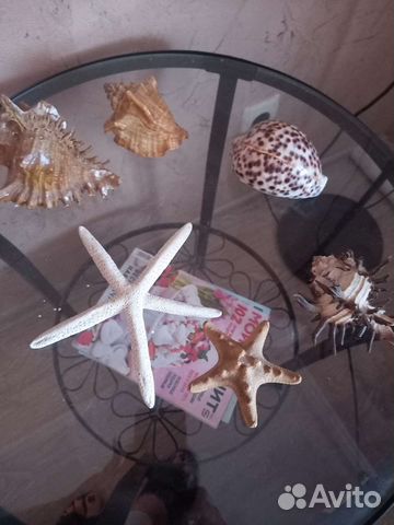 Редкие океанические и морские ракушки и звезды