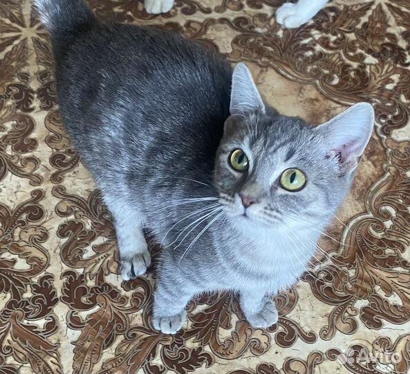 Ищем добрые руки