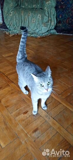 Кошка в дар бесплатно